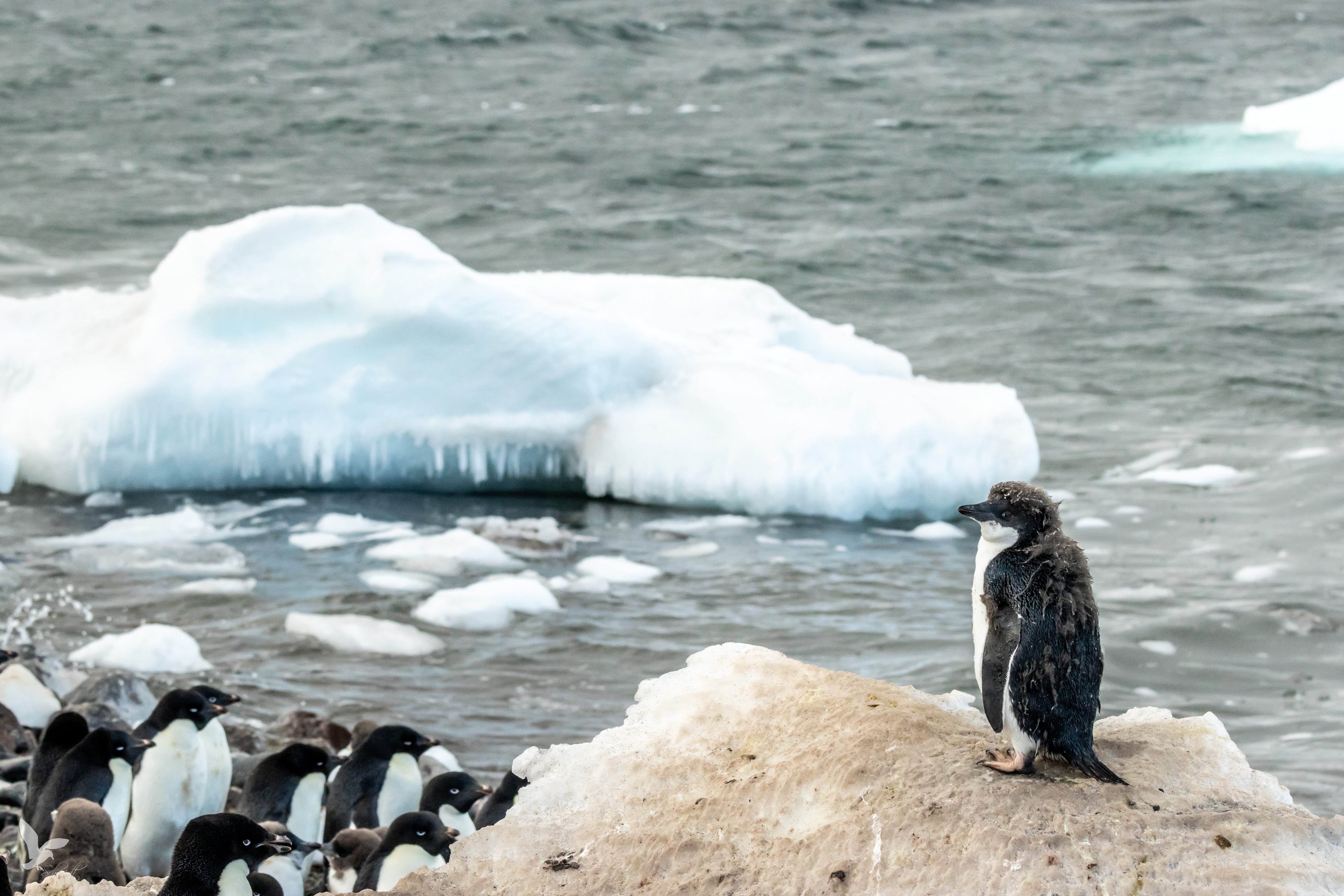 Tracking Penguins, Advancing Conservation: A Conversation with Dr. Grant Ballard of Point Blue Conservation Science