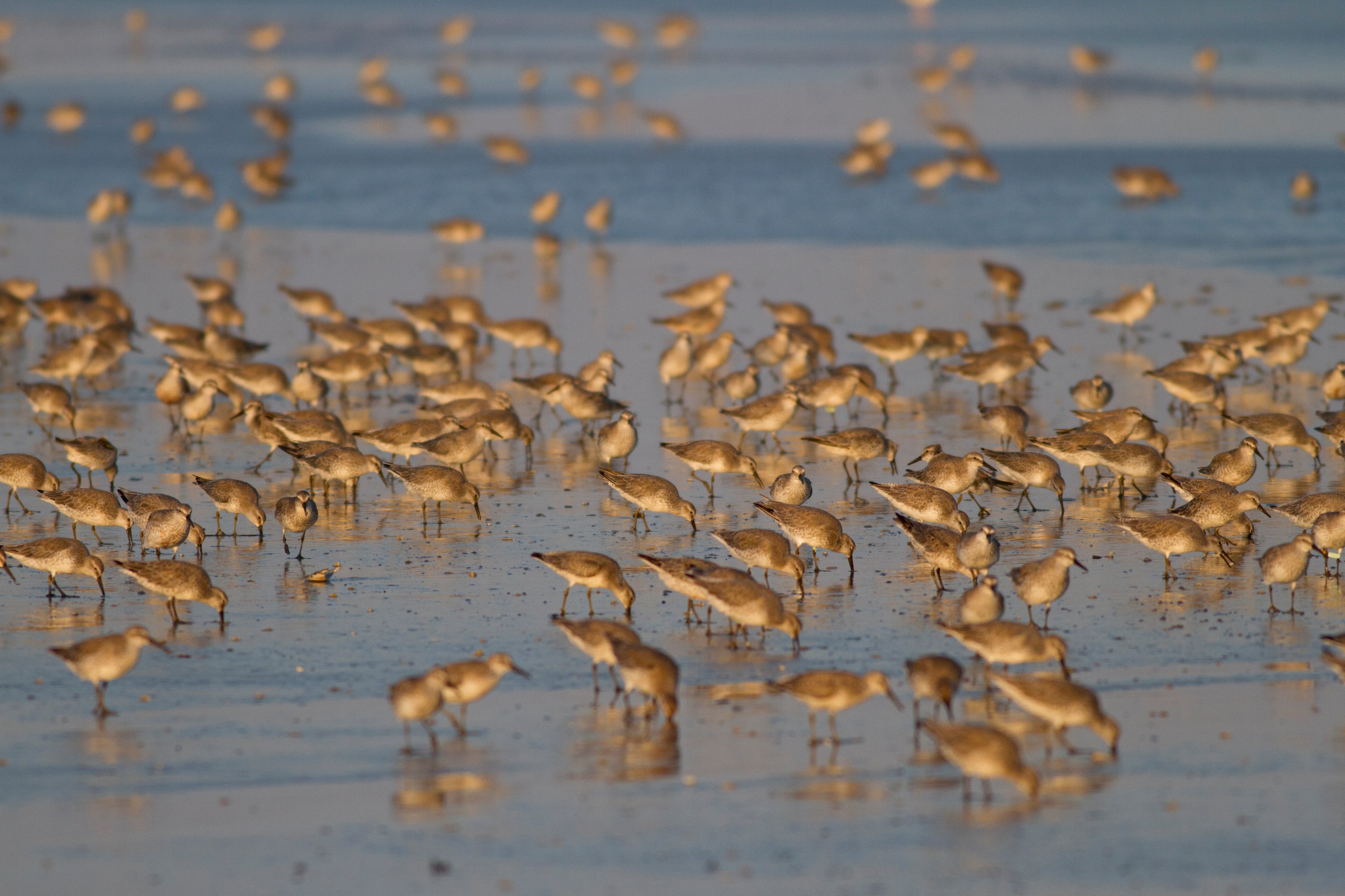 Tracking Horseshoe Crab Migration in the Delaware Bay