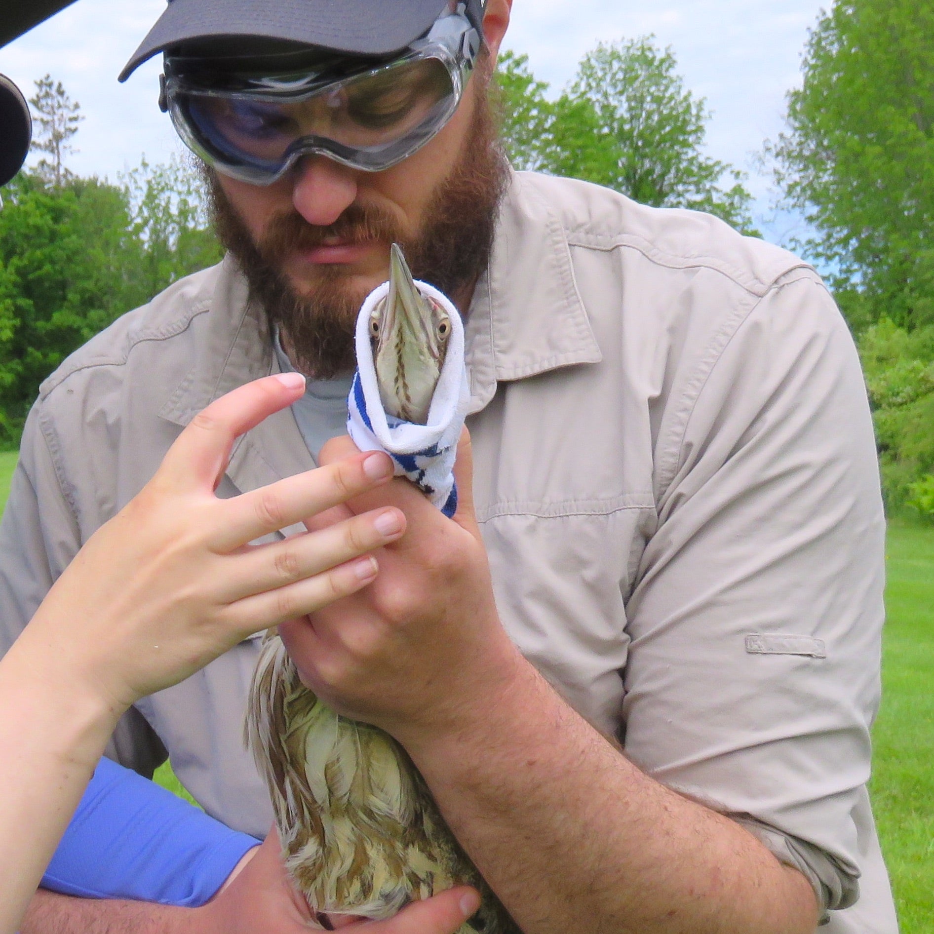 Guest Post: American Bitterns in Connecticut