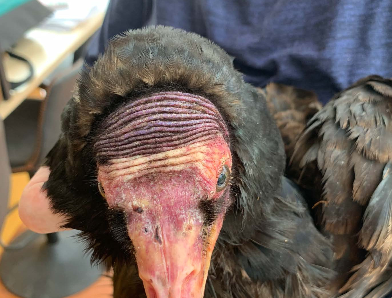 Guest Post: Pacific Northwest Turkey Vulture Tales