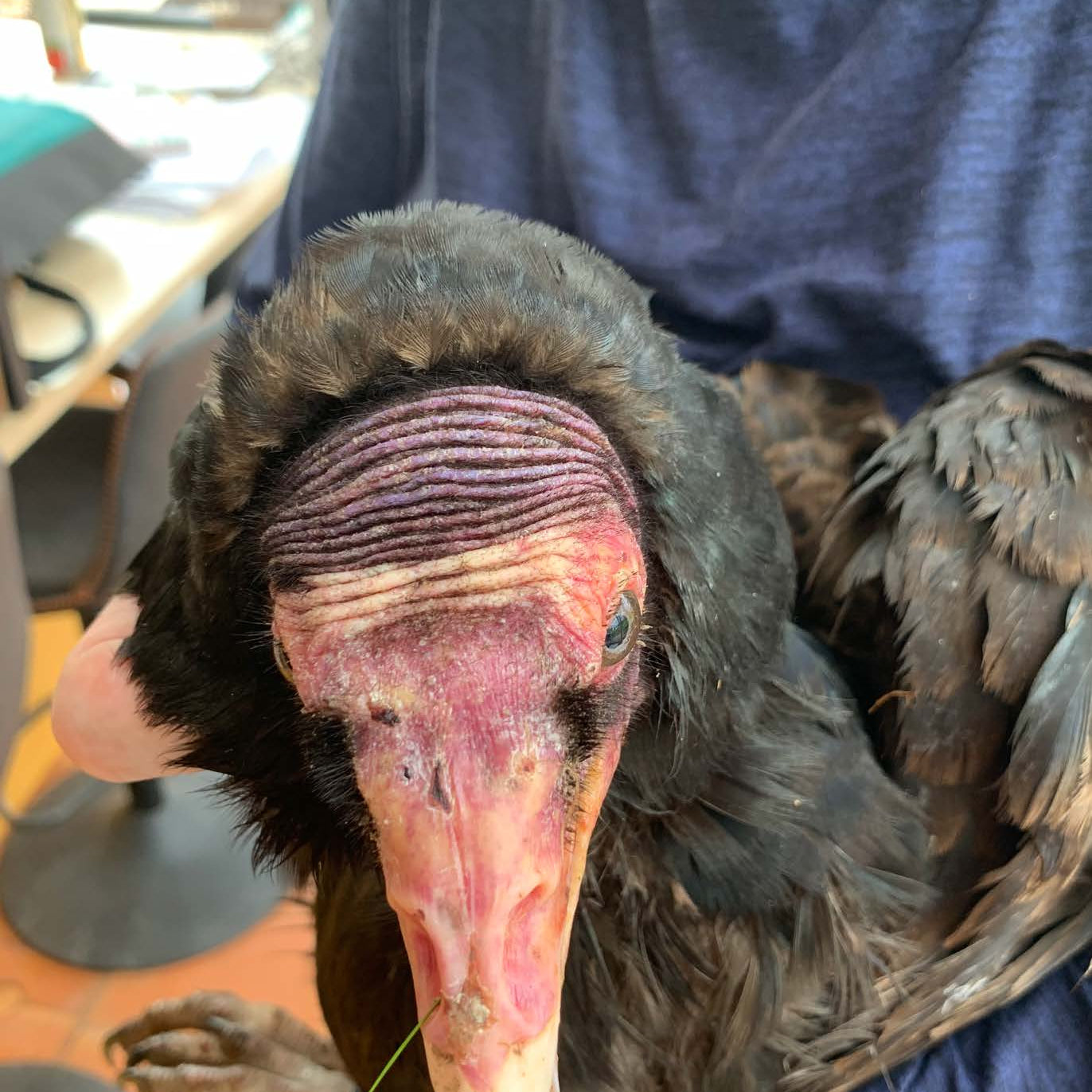 Guest Post: Pacific Northwest Turkey Vulture Tales