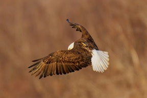 The Transformative Journey of Doc the Eaglet into Doc the Eagle