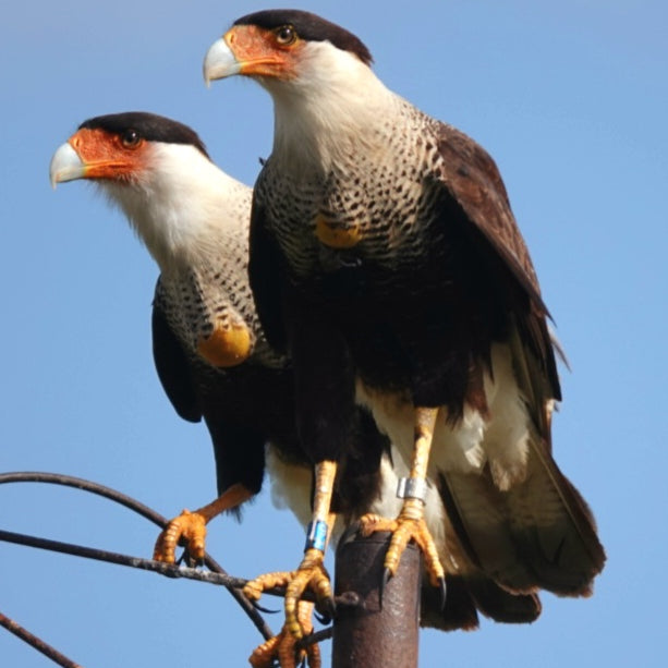 Crested Caracara pair