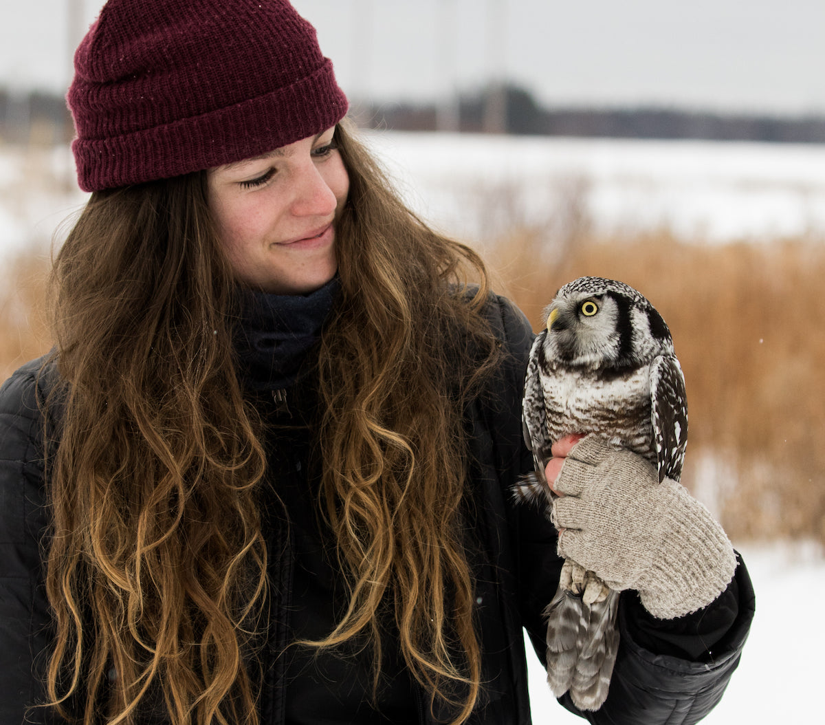 Guest Post: The Northern Hawk Owl Project