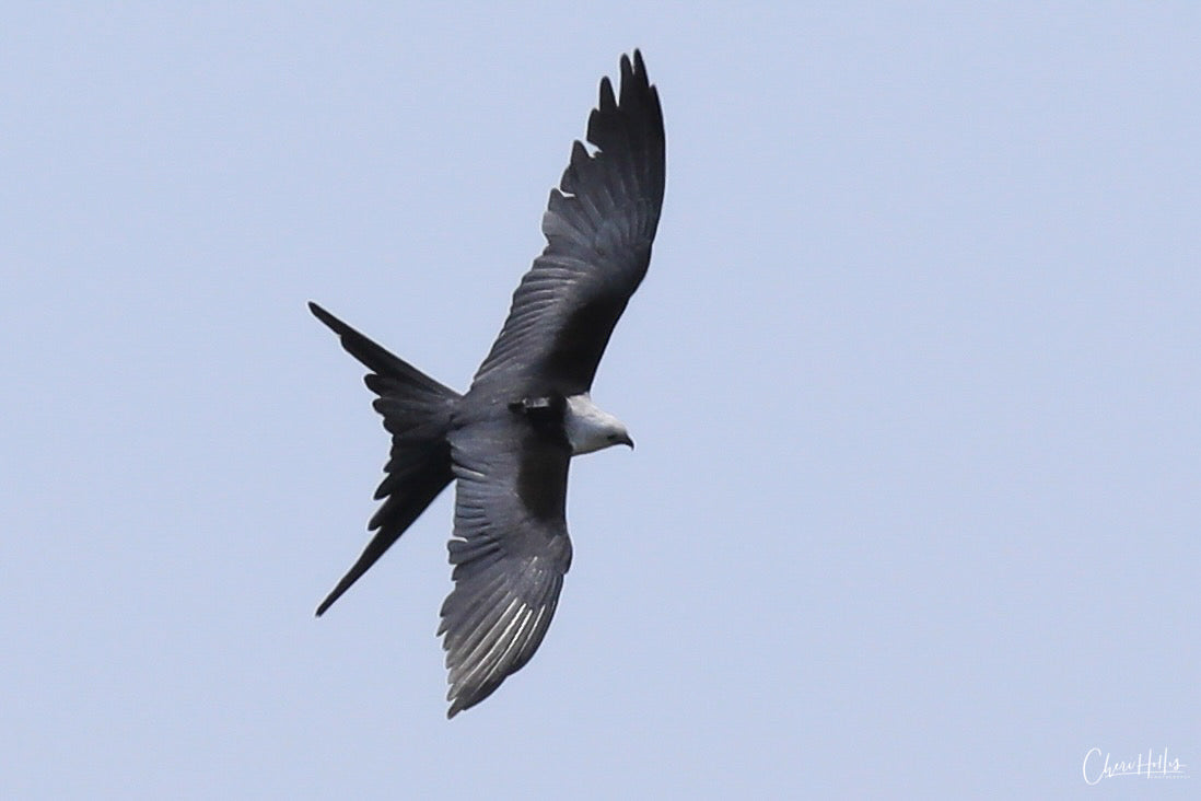The magical mystery of Swallow-tailed Kite migration - Guest Blog
