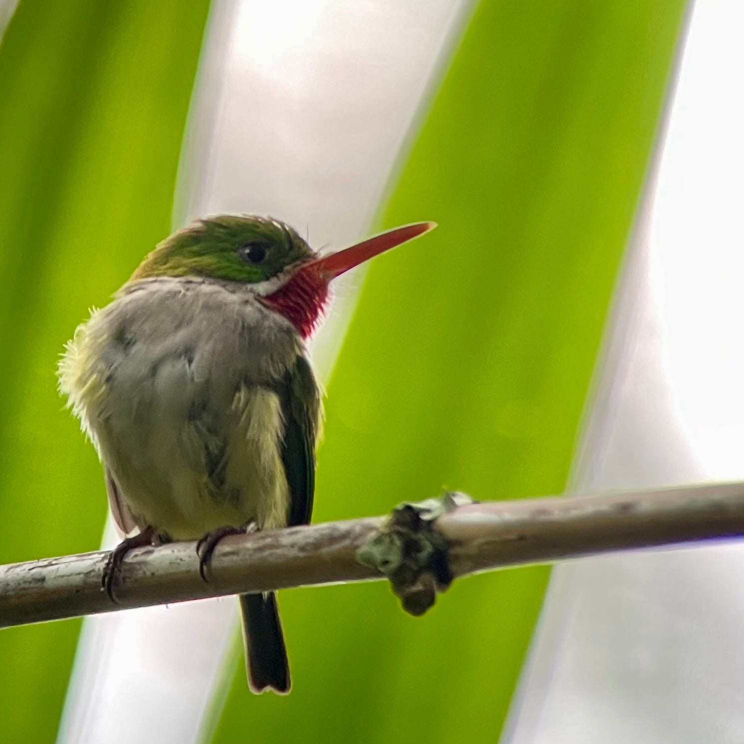 Puerto Rican Tody on a branch with blades of palms in the background