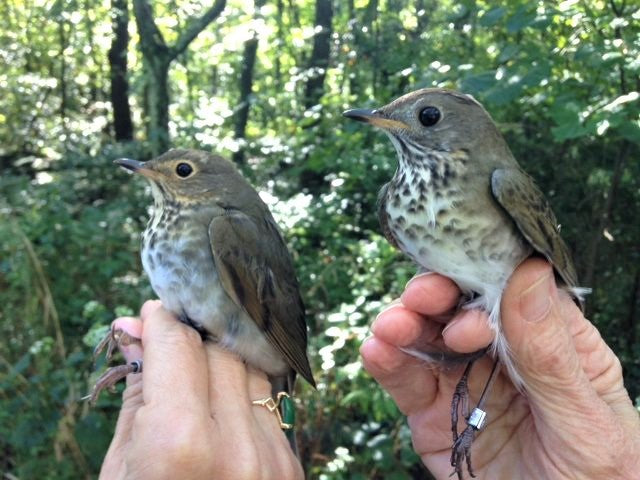 Thrilling Thrush Tracks