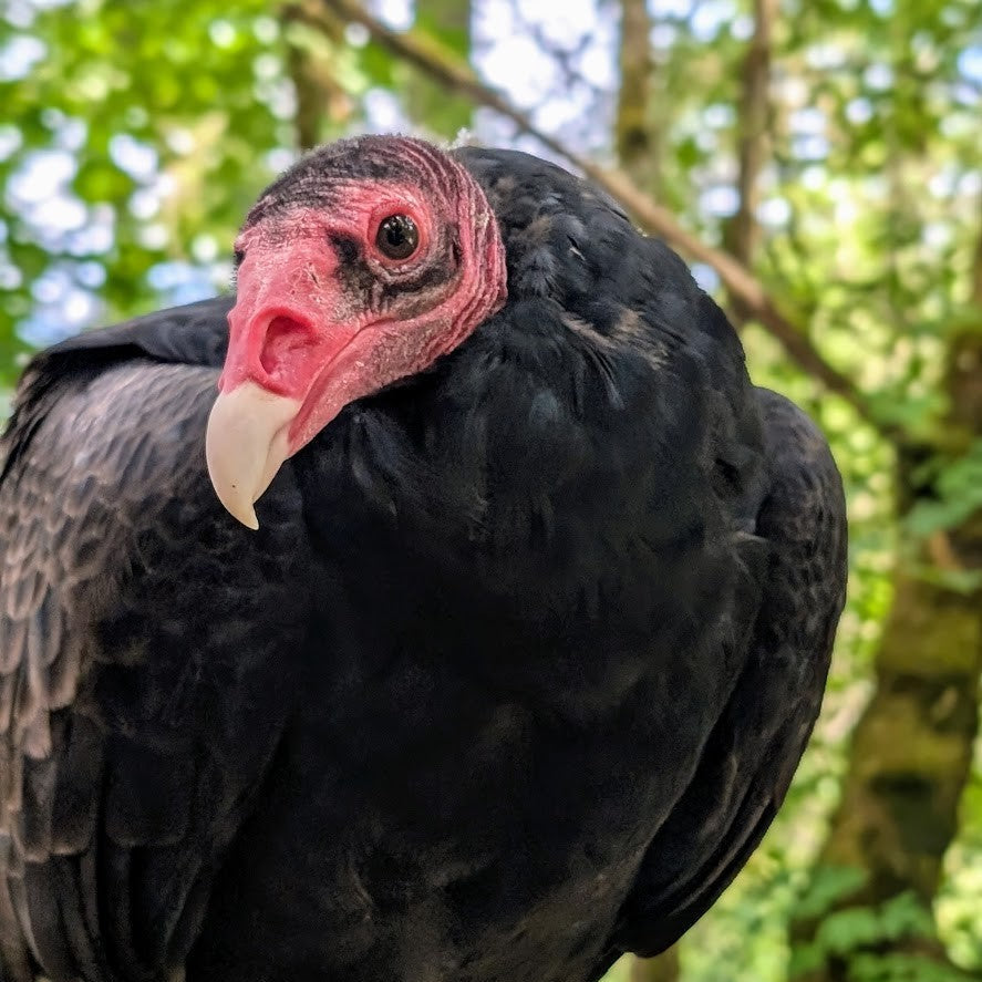 Turkey Vultures in the Pacific Northwest