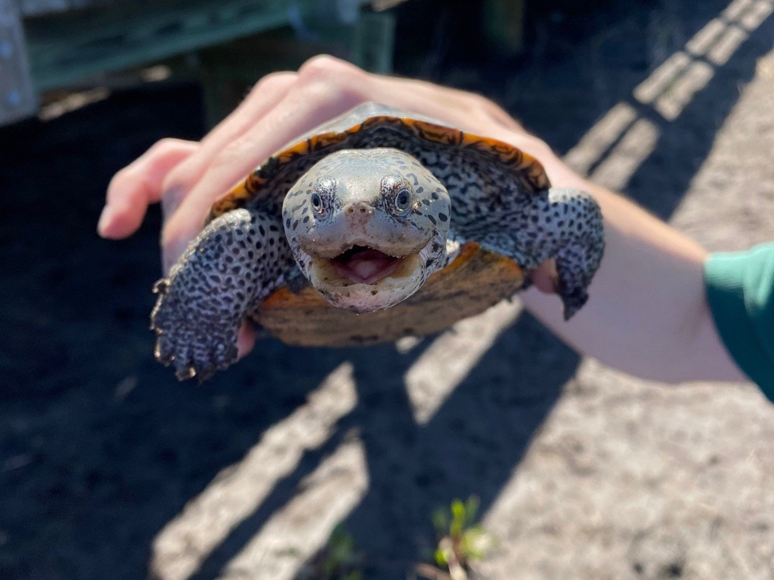 Terrapins Unlocking the Mysteries of the Marsh