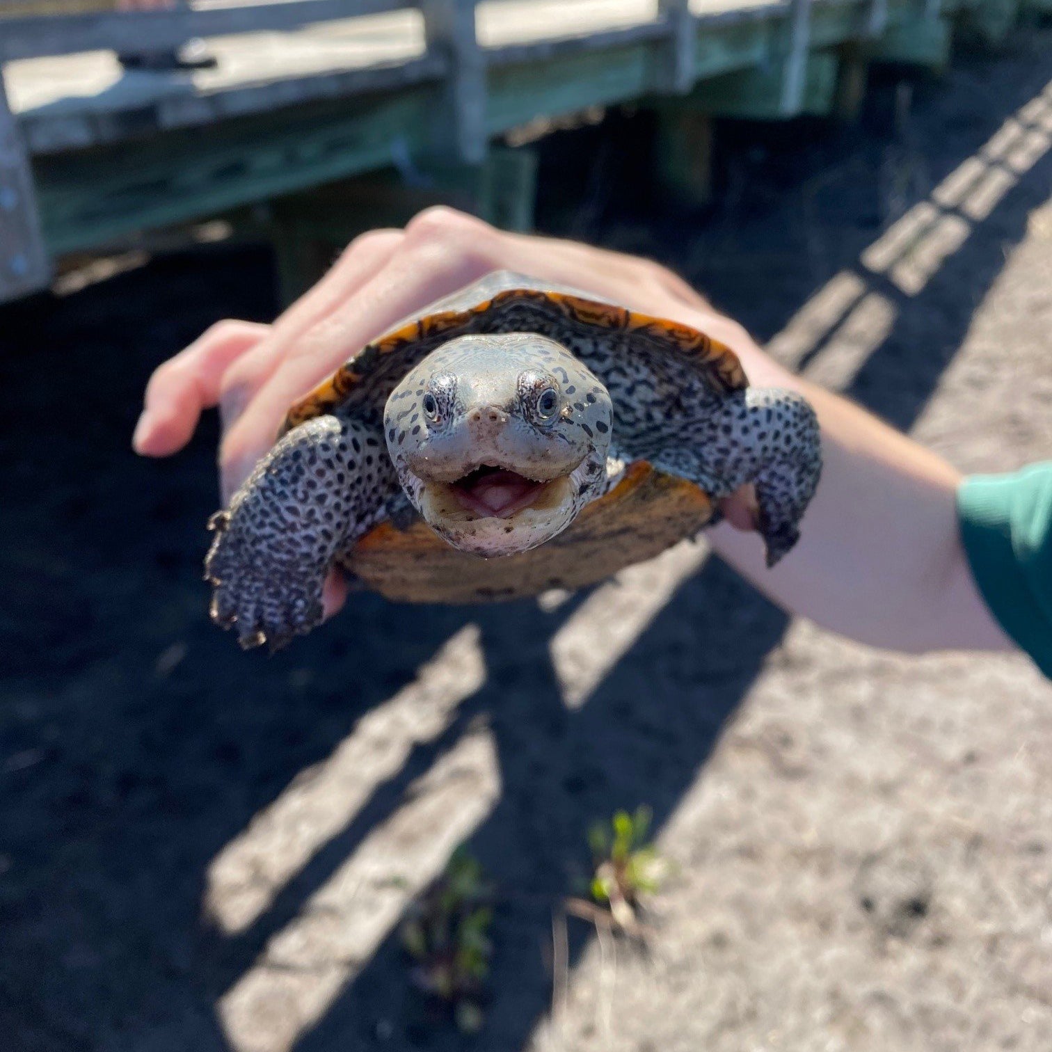 Terrapins Unlocking the Mysteries of the Marsh