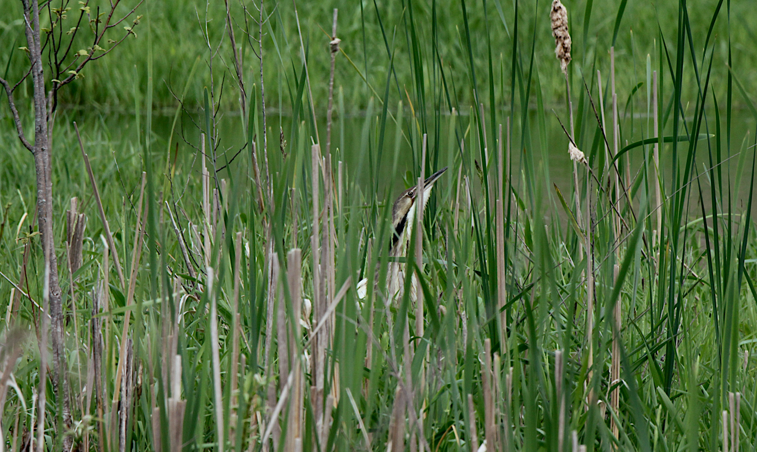 Guest Post: So You Want To Trap an American Bittern . . .