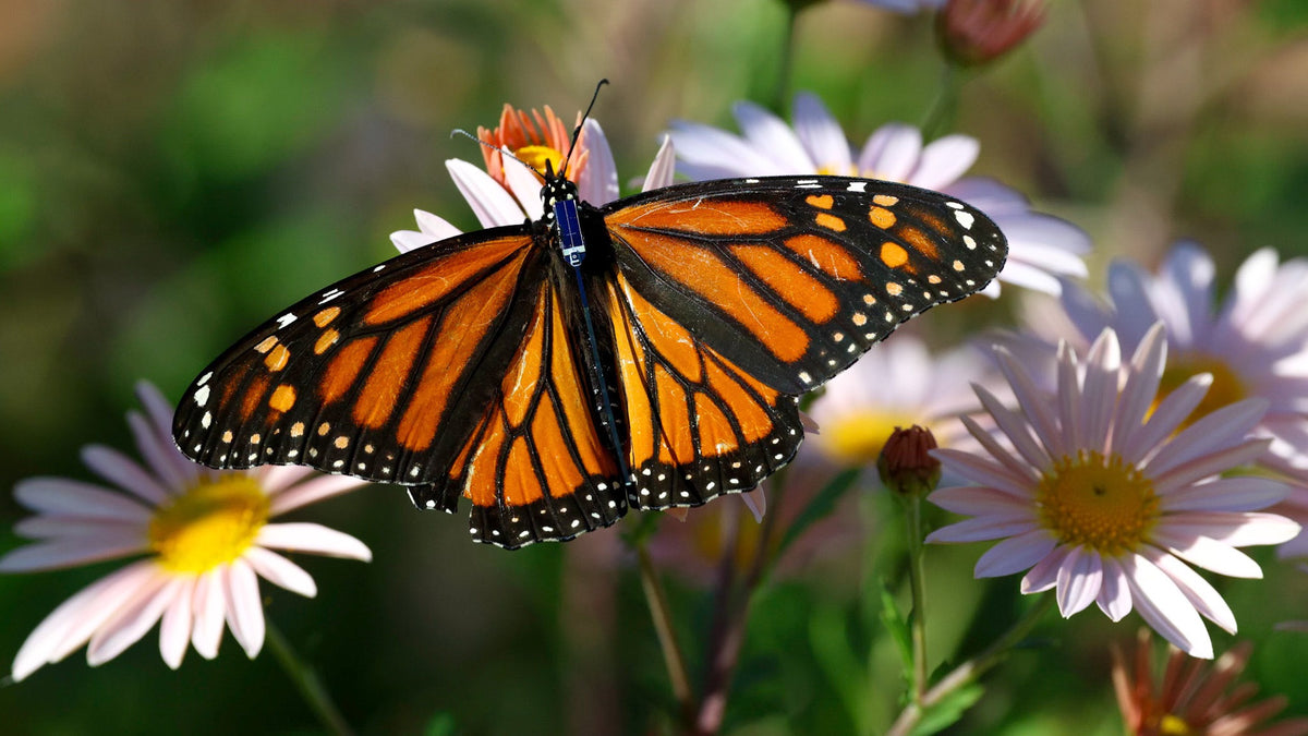 Project Monarch Collaboration 2025 – Cellular Tracking Technologies