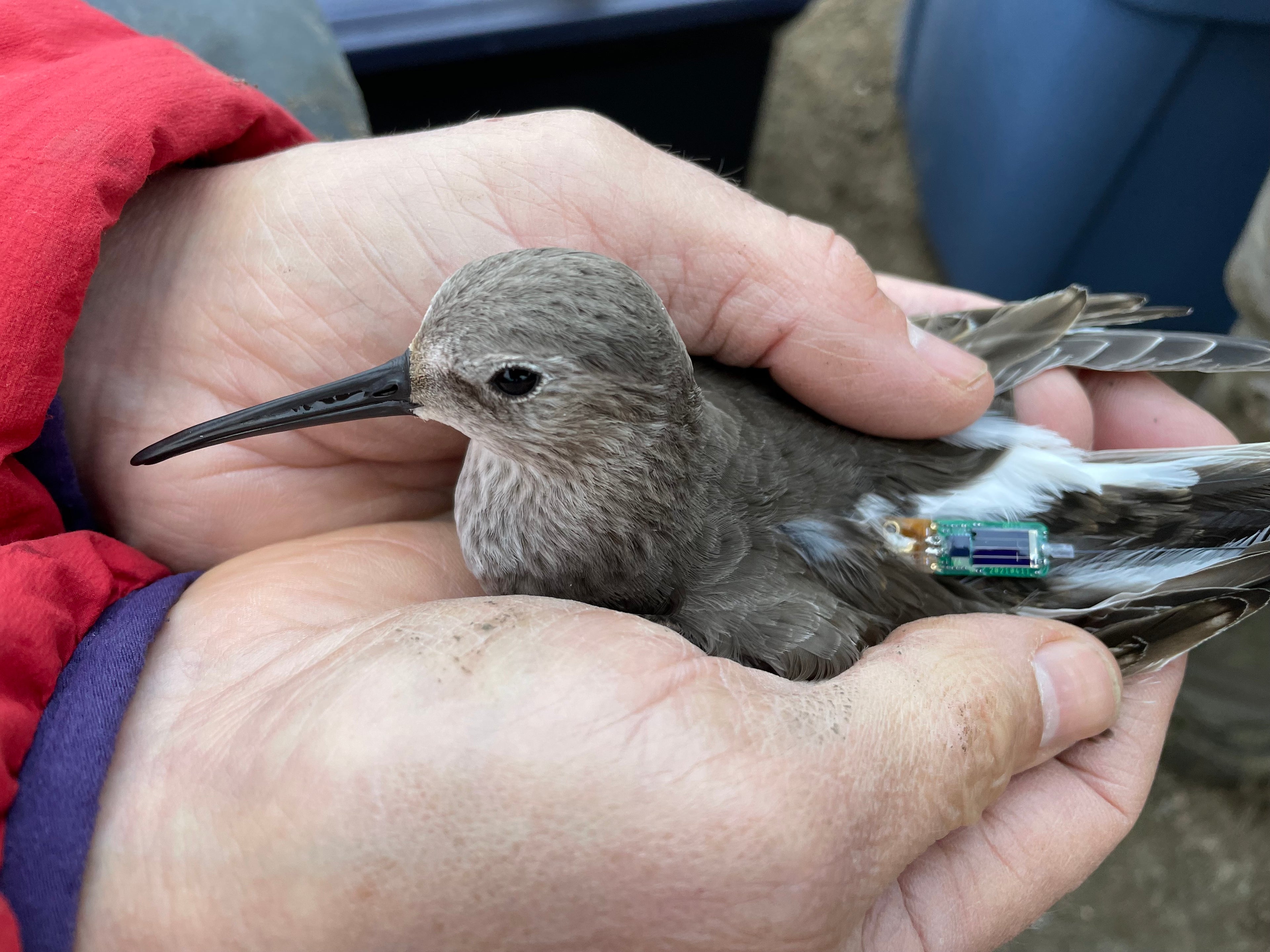Dunlin with LifeTag (© Rodd Kelsey)