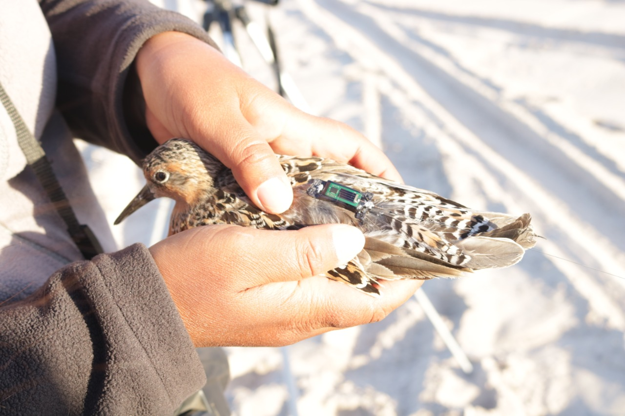 Red Knot with LifeTag mounted in 3D printed form for harnessing